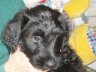 briard ehzeure.jpg - 